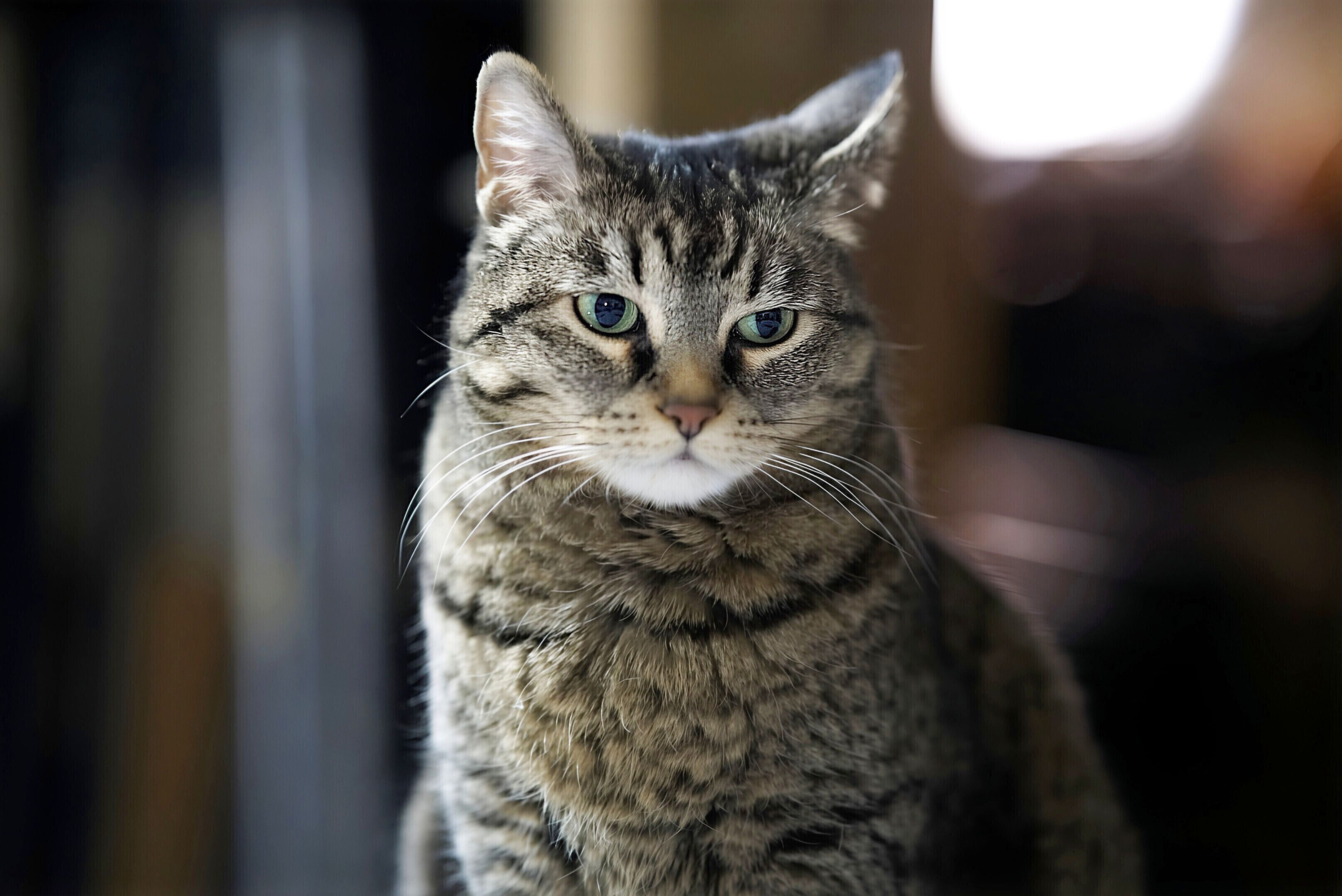 MetLife Pet Insurance Expands Grief Support for Pet Parents with Memorial Tree Program — Photo by Ward  Neuenswander on Pexel