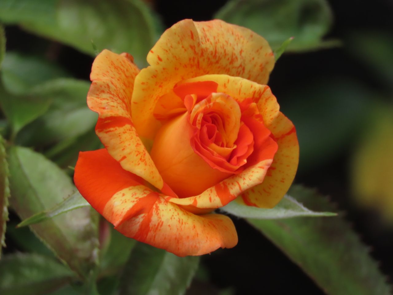 close up of a vivid orange and yellow rose blooming in sydney captured