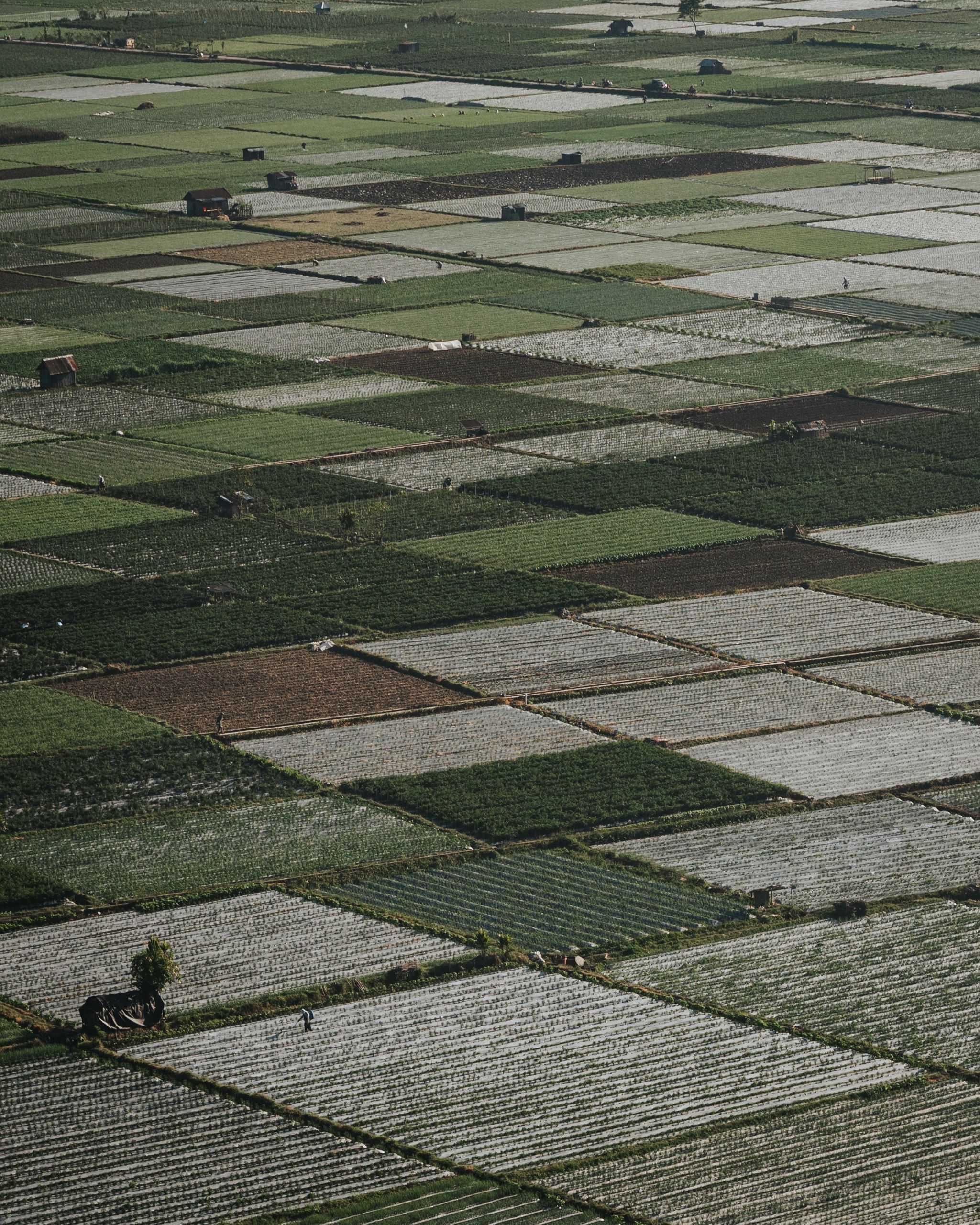 Aerial landscape of lush rice fields in West Nusa Tenggara, showcasing agricultural beauty.