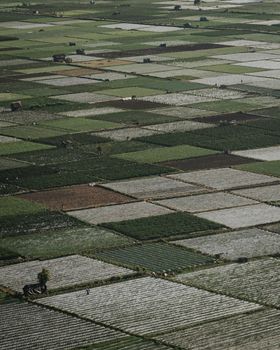 Aerial landscape of lush rice fields in West Nusa Tenggara, showcasing agricultural beauty.