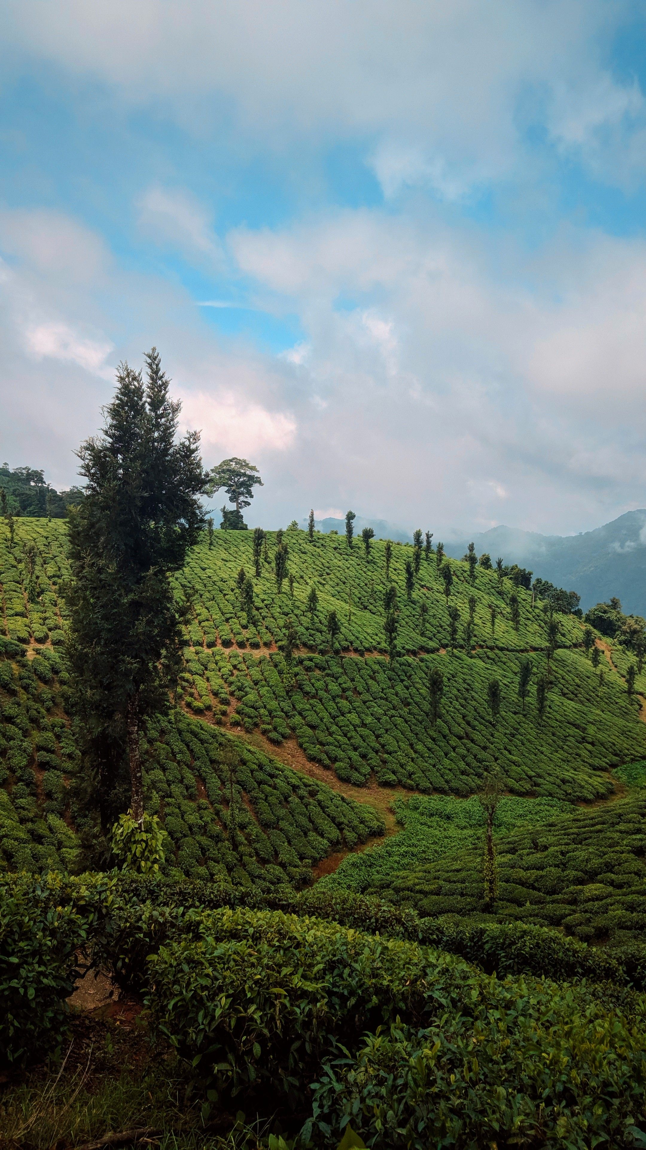 Lush green tea plantations in the Valparai hills, Tamil Nadu