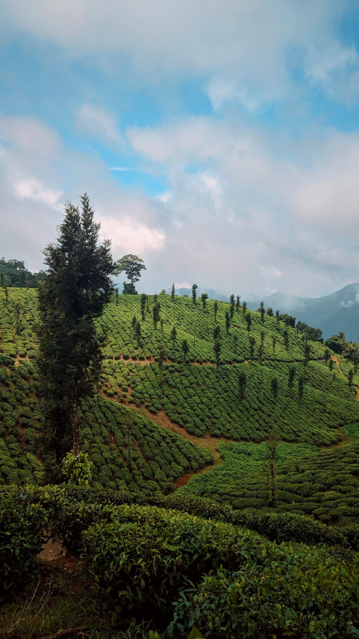 Lush green tea plantations in the Valparai hills, Tamil Nadu