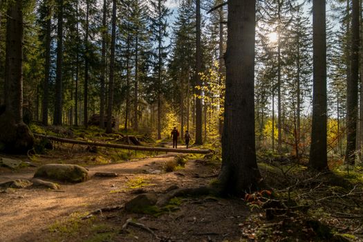 Discover the enchanting forest trails in Karkonosze, Poland, perfect for hiking and nature walks.