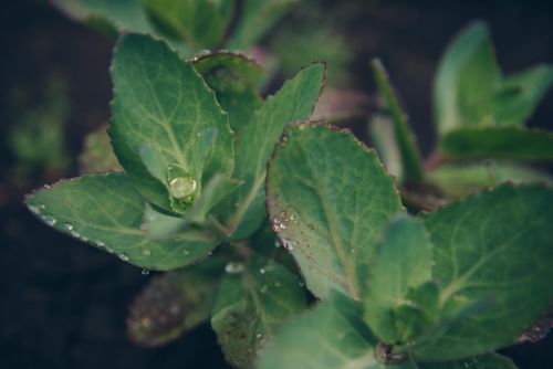 Free Macro shot of vibrant green leaves with water droplets, showcasing nature's beauty. Stock Photo