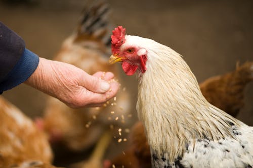 Personne Qui Nourrit Le Poulet Blanc En Plein Air