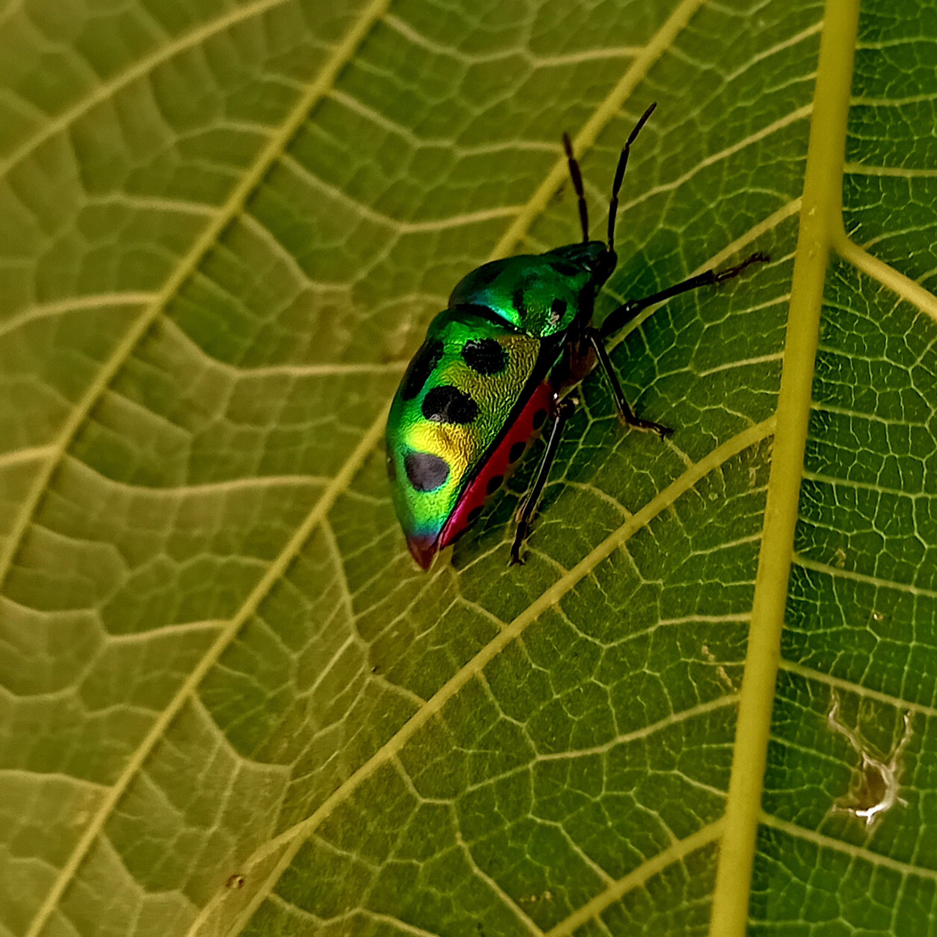 Colorful Jewel Bug on a Leaf · Free Stock Photo