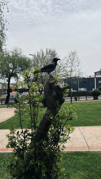 crow photo