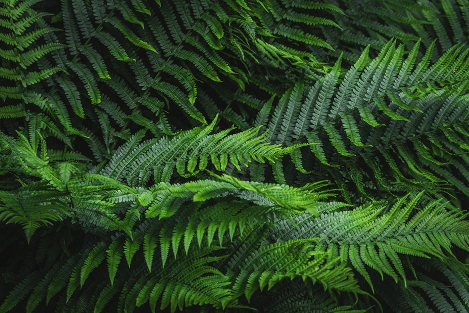 Close-up of vibrant green fern foliage, creating a lush and dense natural pattern.