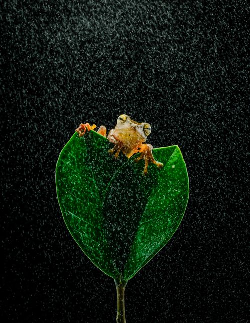 Free A tree frog clings to a green leaf under dramatic rainfall, highlighting its natural habitat. Stock Photo