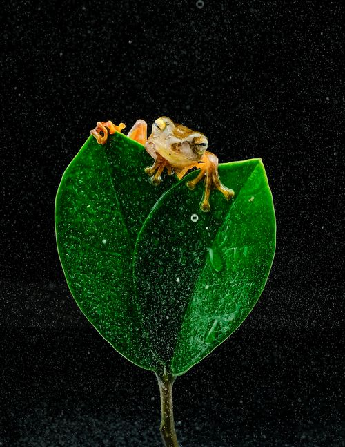 Free A macro shot of a tiny tree frog sitting on a green leaf, covered in water droplets. Stock Photo
