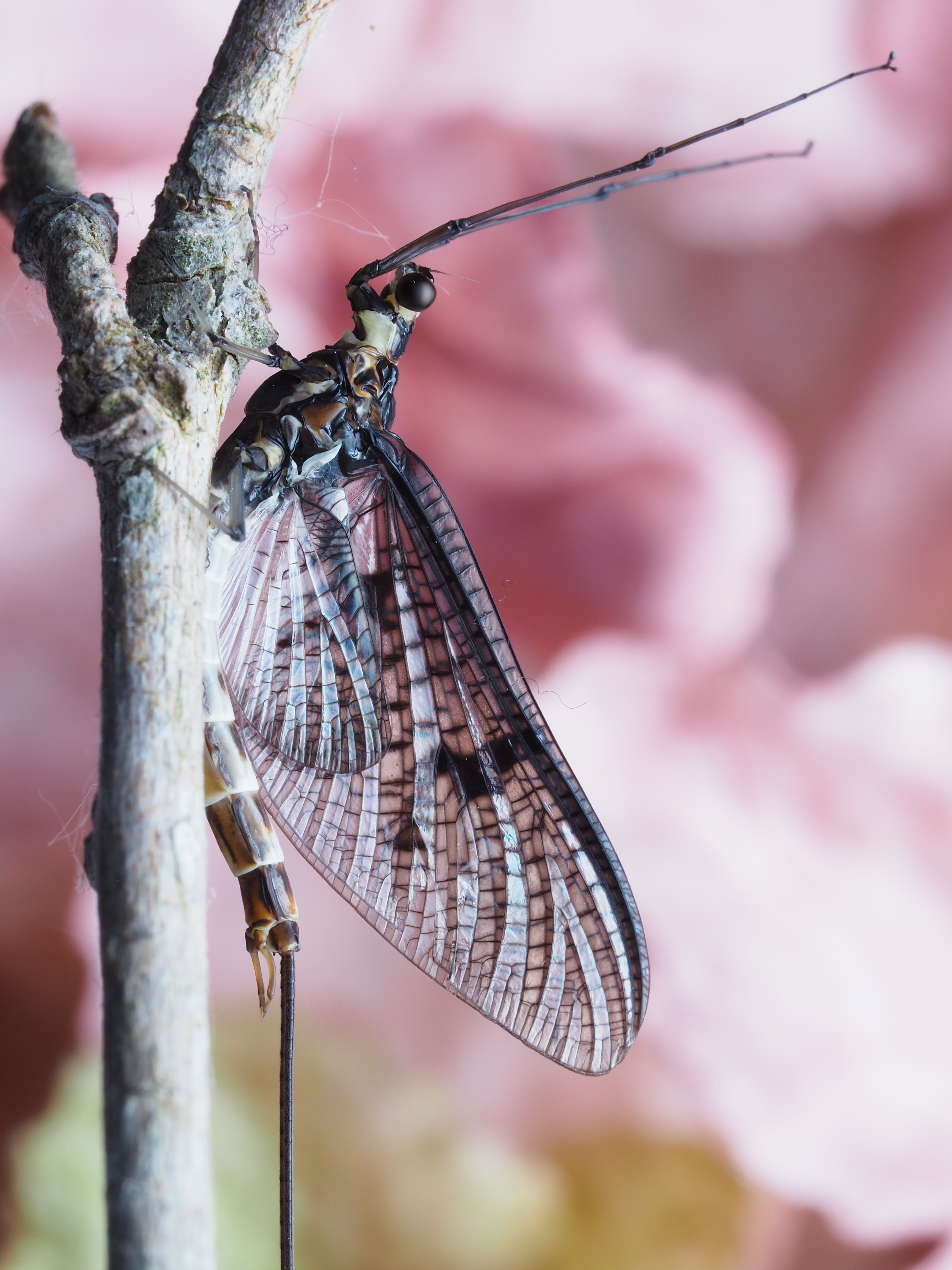 Detailed macro image of a mayfly perched on a twig against a pink blurred background.
