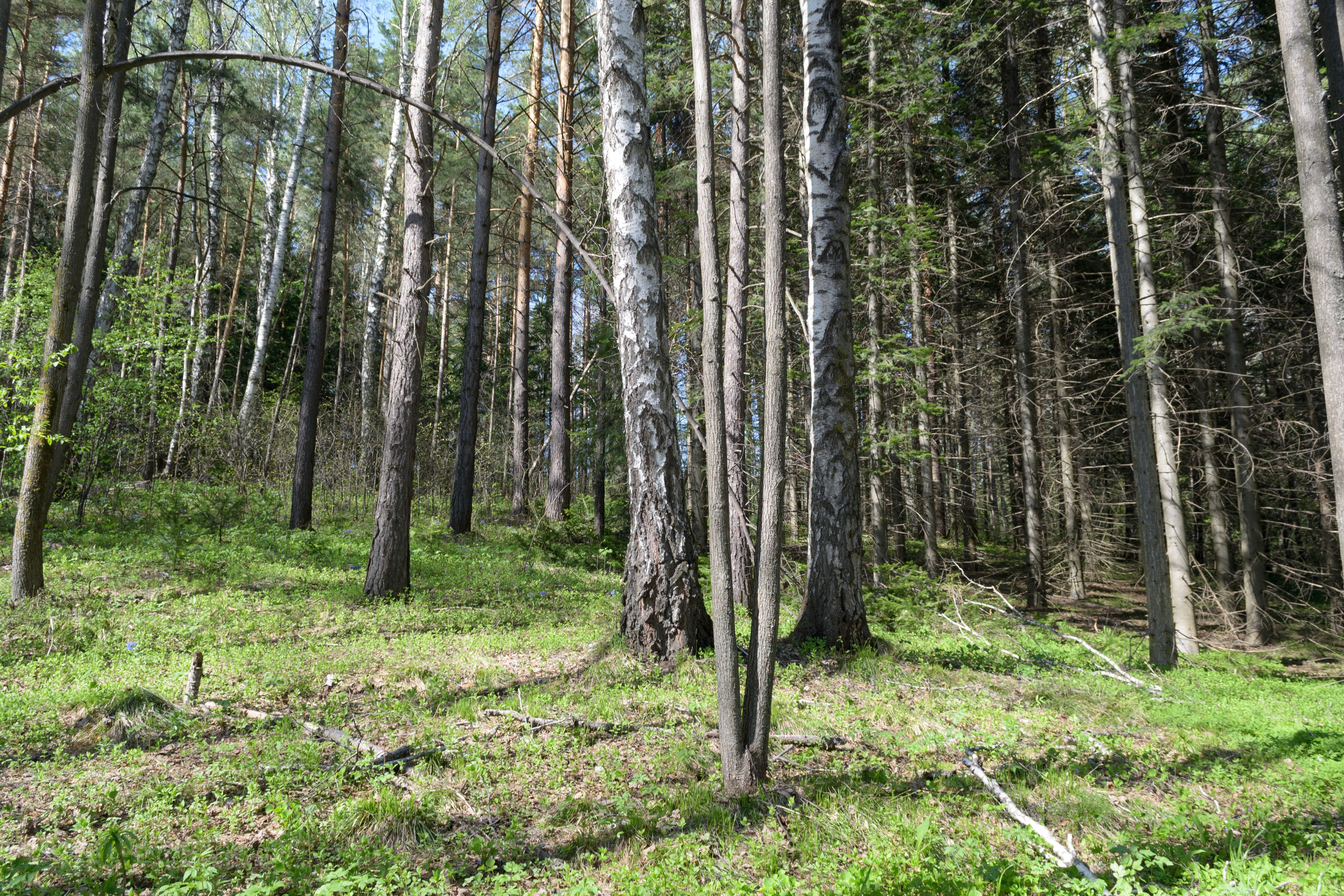 A serene forest scene with towering pines and lush greenery, capturing the essence of spring.