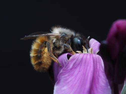 Free Macro photograph of a bee on a purple flower, showcasing detailed textures and colors. Stock Photo