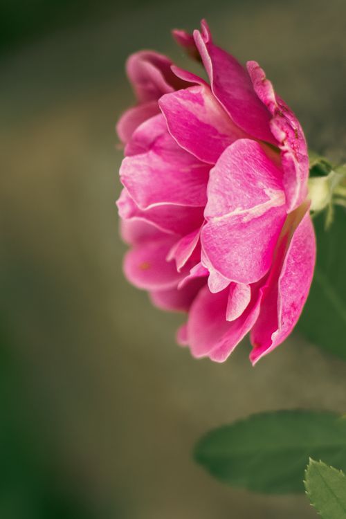 Free Close-up of a vibrant pink rose blossom captured in soft focus, showcasing delicate petals. Stock Photo