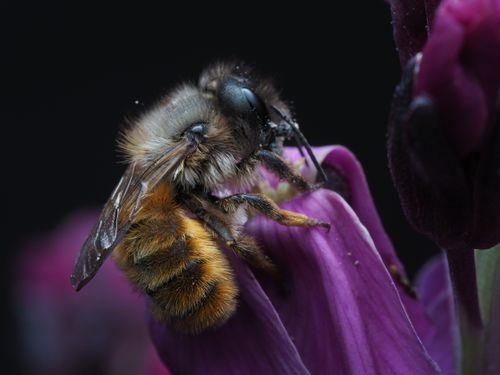 Free Detailed macro shot of a bee pollinating a purple flower showcasing natural pollination process. Stock Photo