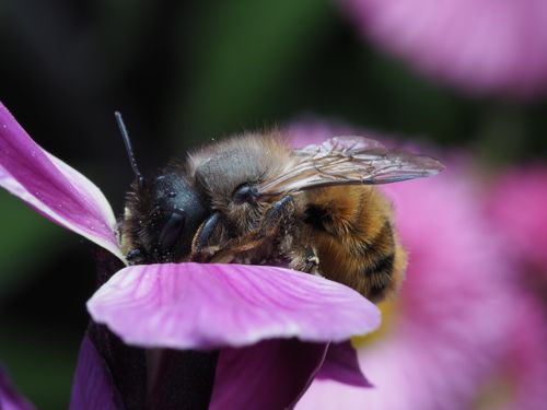 Free Close-up macro image of a bee pollinating a purple flower, showcasing vivid details. Stock Photo