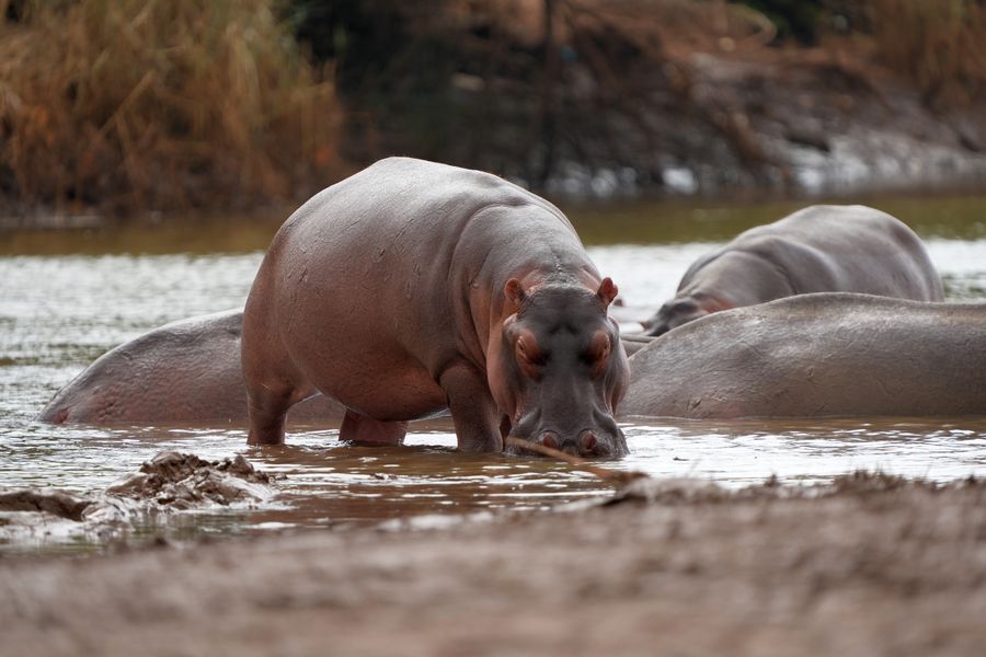 Hippos in the calm waters of Lake Naivasha at sunset
