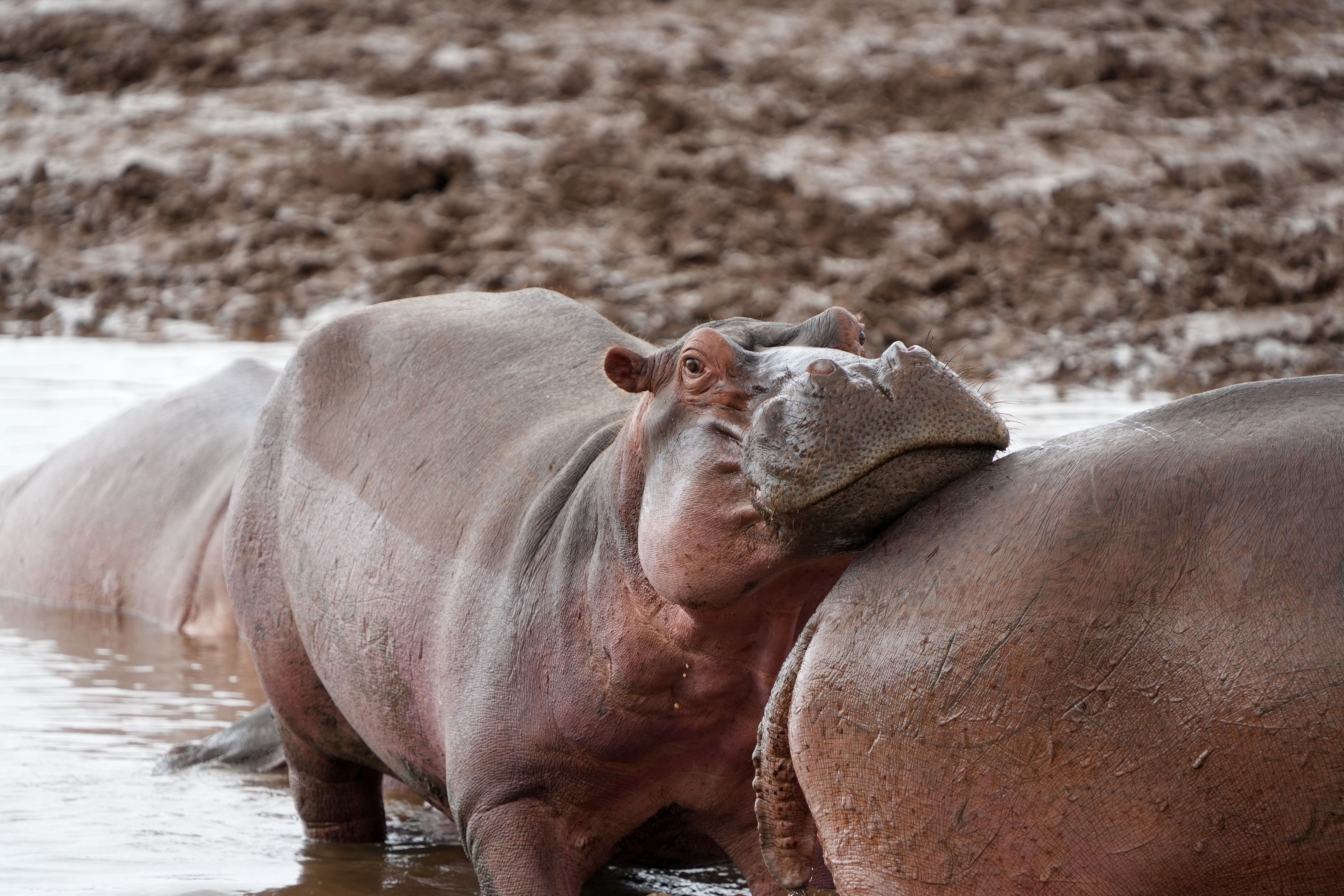A close-up of a hippo resting in muddy water, showcasing its natural habitat.