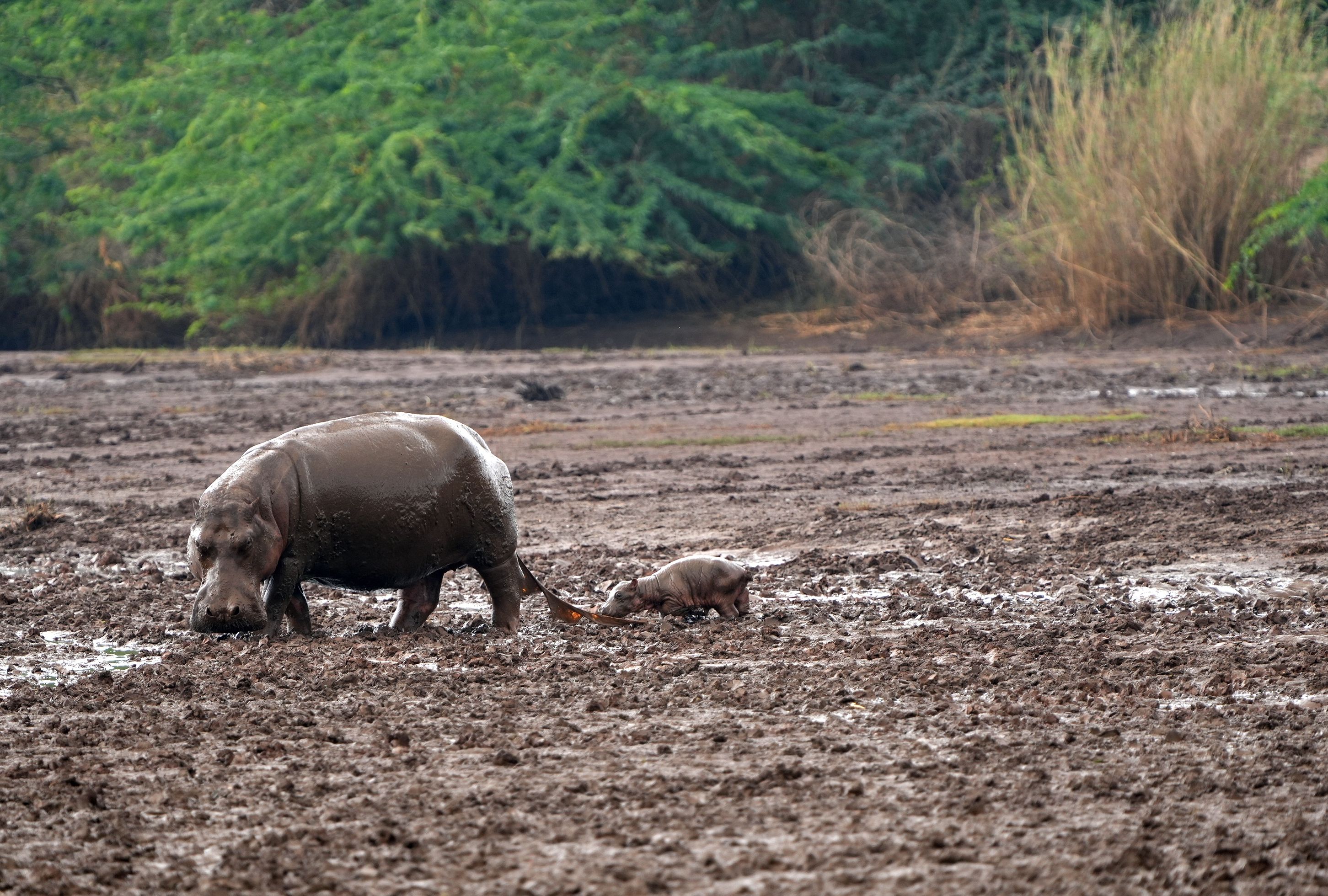 A mother hippo and her baby walk through a muddy area, surrounded by lush greenery.