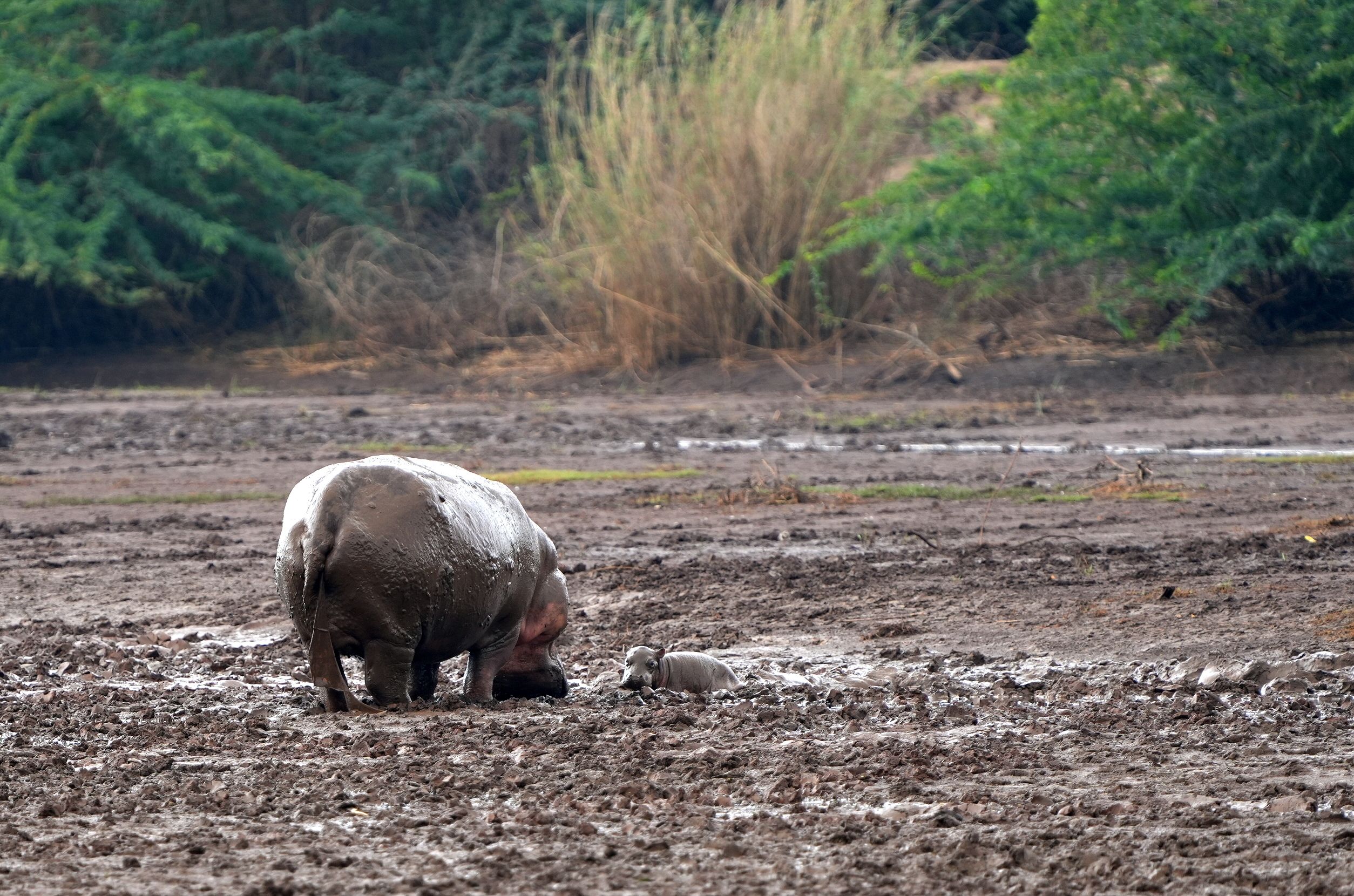 A hippopotamus with its calf enjoying a muddy landscape in Africa, surrounded by lush greenery.