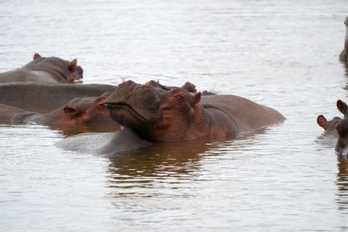 Free Group of hippos relaxing in a natural waterway in Malindi, Kenya, showcasing wildlife tranquility. Stock Photo
