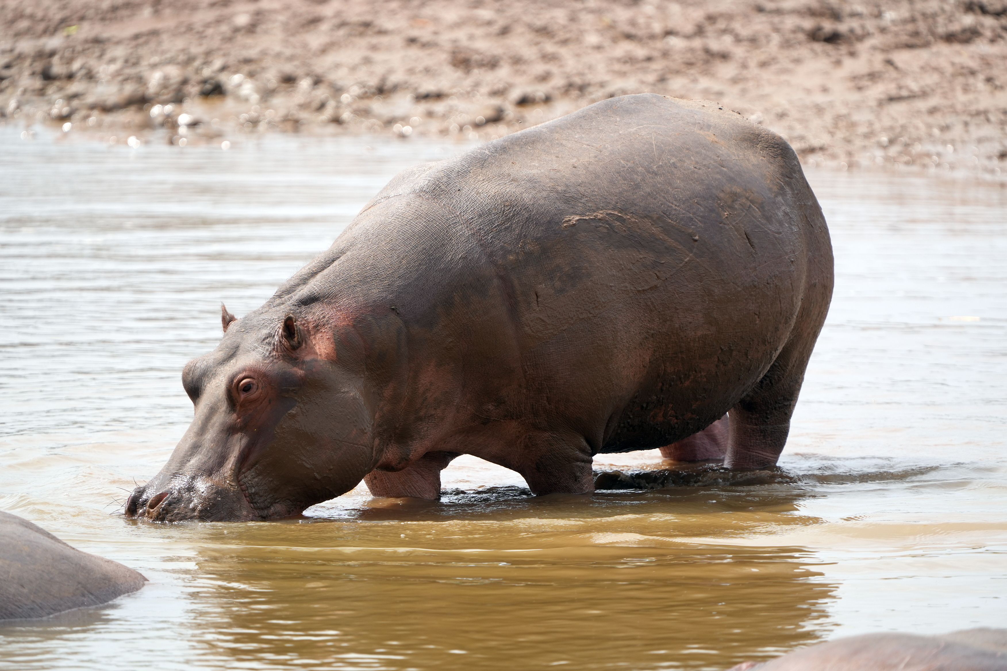 Hippopotamus hunting in Zimbabwe