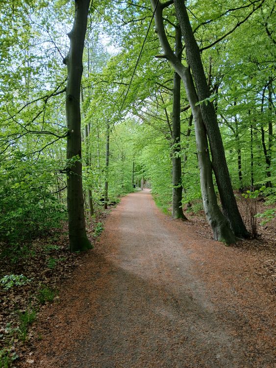 Wooded Path Springtime Serene Forest Path in Lush Greenery · Free Stock Photo