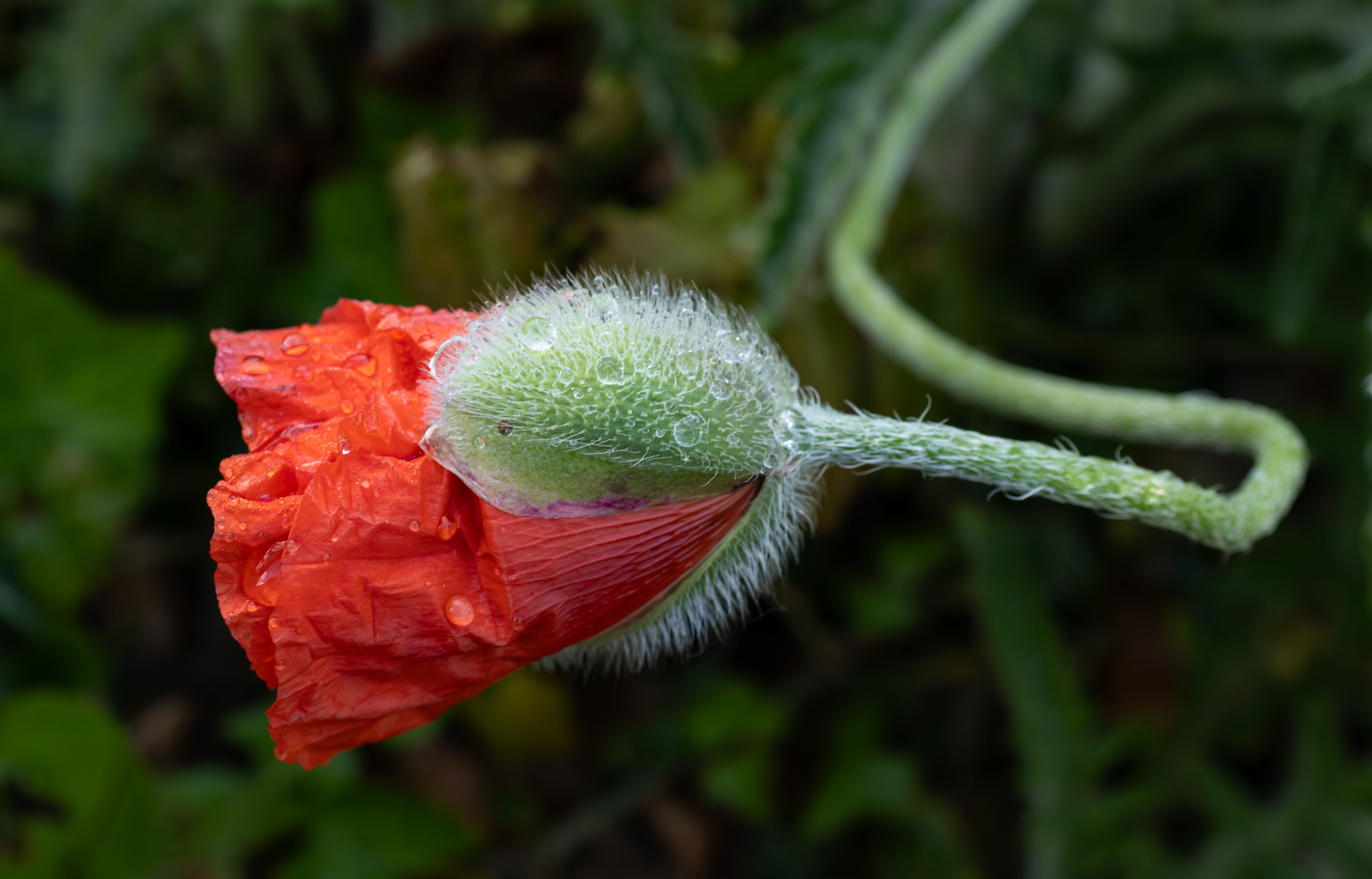 Close-Up of Dewy Poppy Bud in Rain · Free Stock Photo