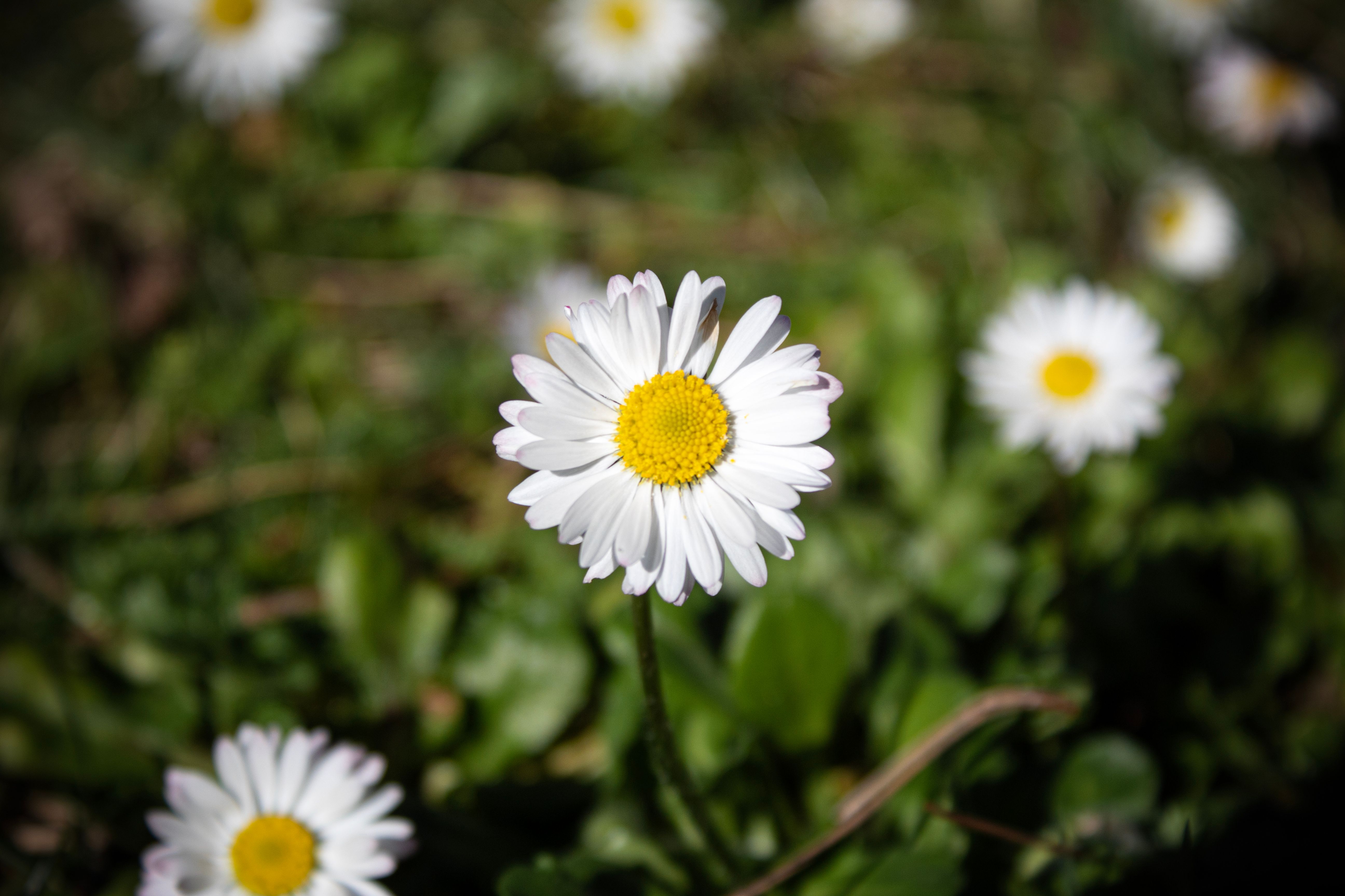 Beautiful daisies in full bloom, captured during spring in Friuli-Venezia Giulia, Italy.