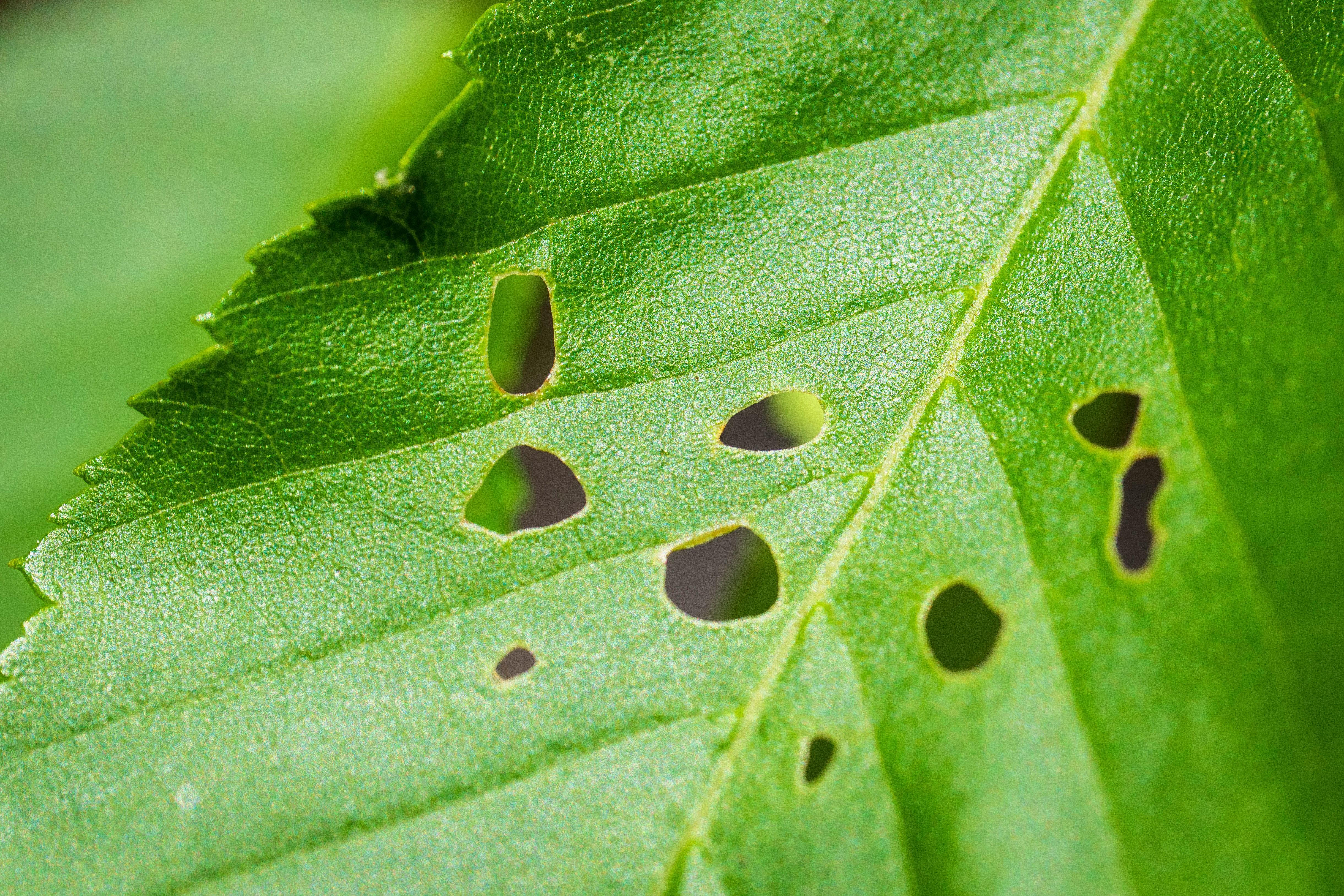 Close-up of a Leaf with Insect Holes · Free Stock Photo