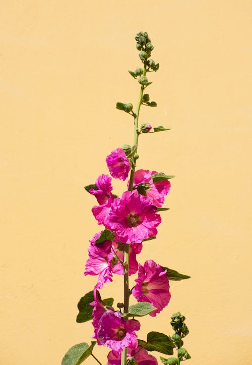 Free Pink Hollyhock Flowers with Green Leaves Stock Photo