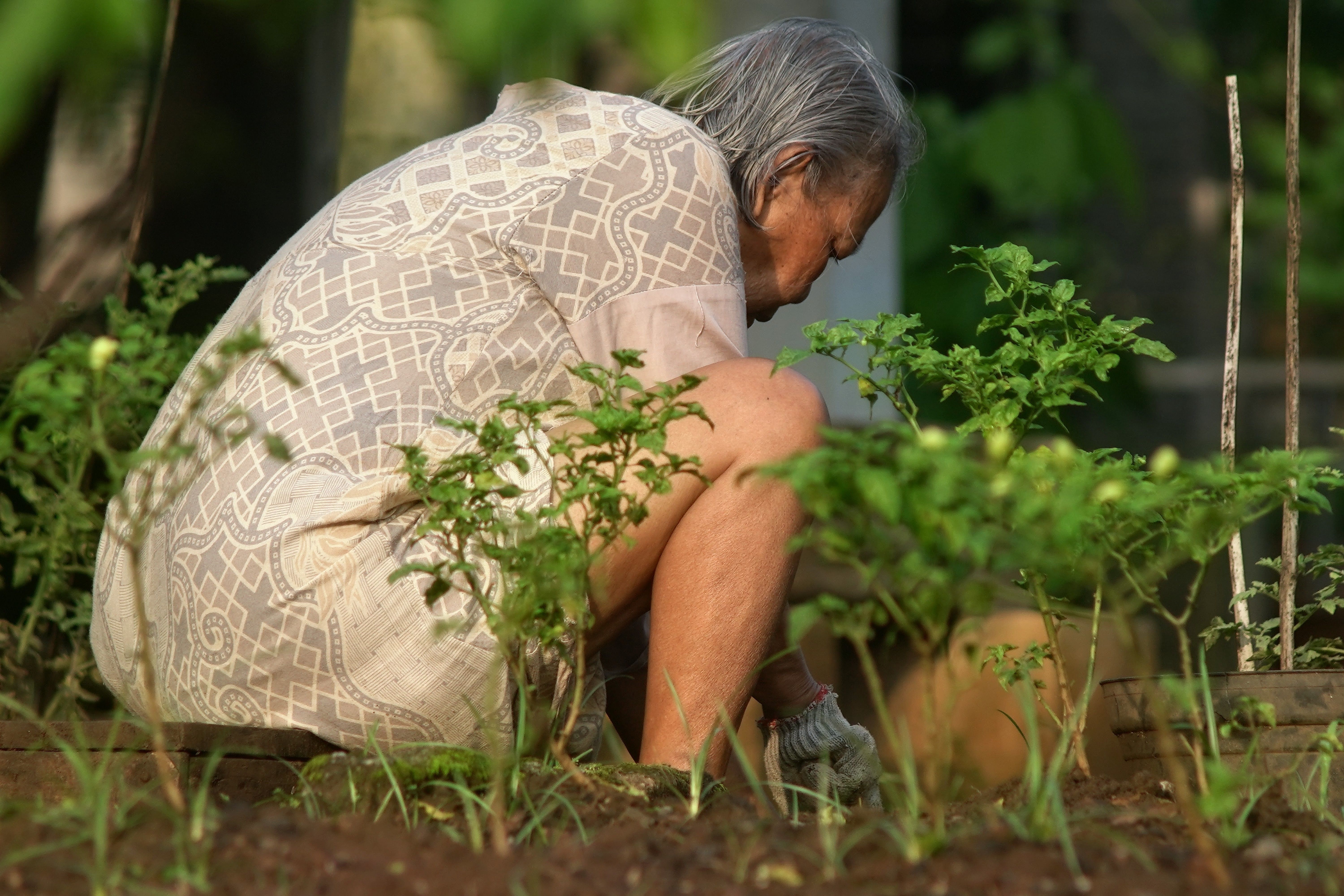 Senior woman tending to plants in a garden, West Java, capturing daily life and nature.