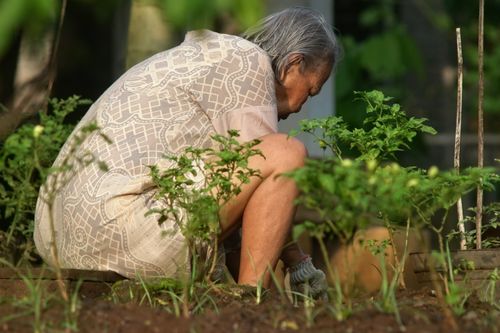 Free Senior woman tending to plants in a garden, West Java, capturing daily life and nature. Stock Photo