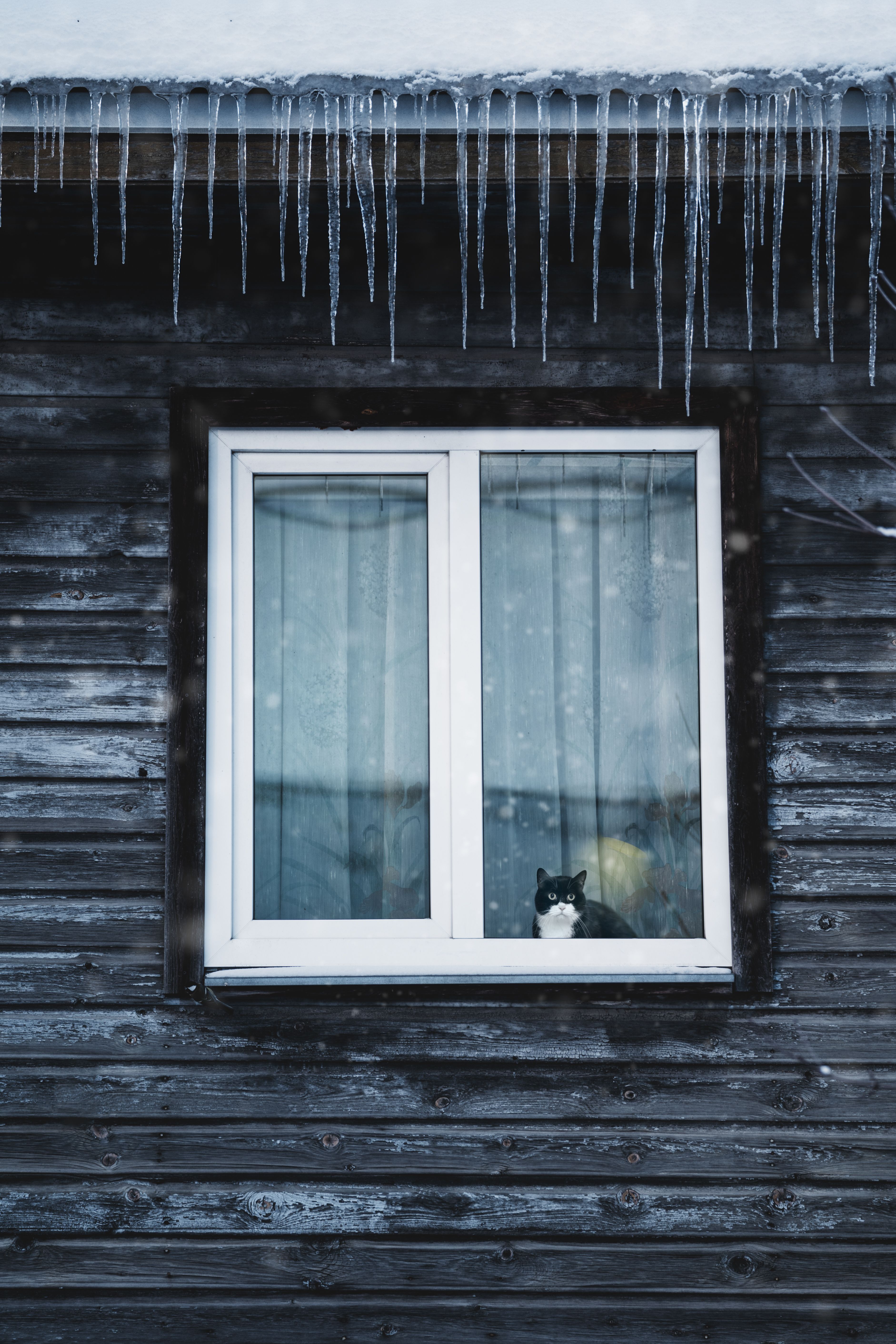 Cat peering through a snowy window surrounded by icicles on a cold winter day.
