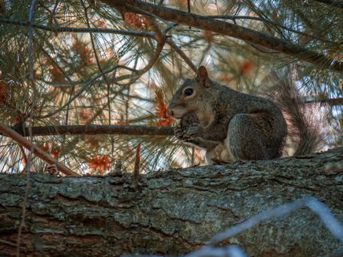Free Endearing view of a squirrel grasping a pine cone among the branches and pine needles. Stock Photo