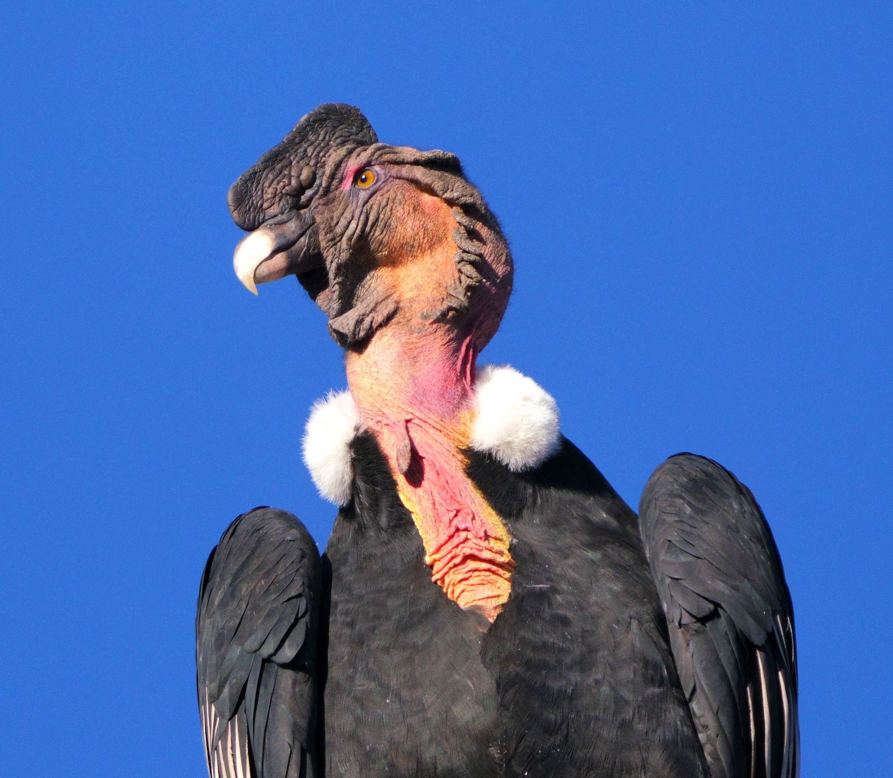 Condor Bird in Close-up View · Free Stock Photo