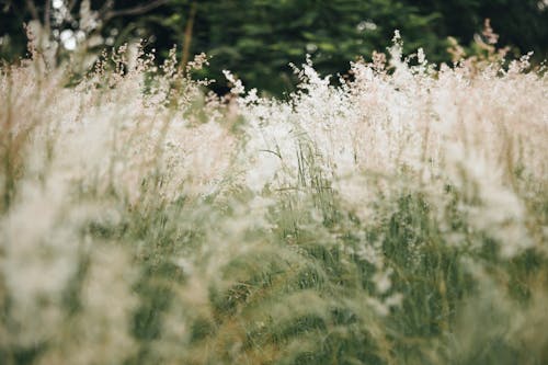 бесплатная Поле белой и зеленой травы Стоковое фото
