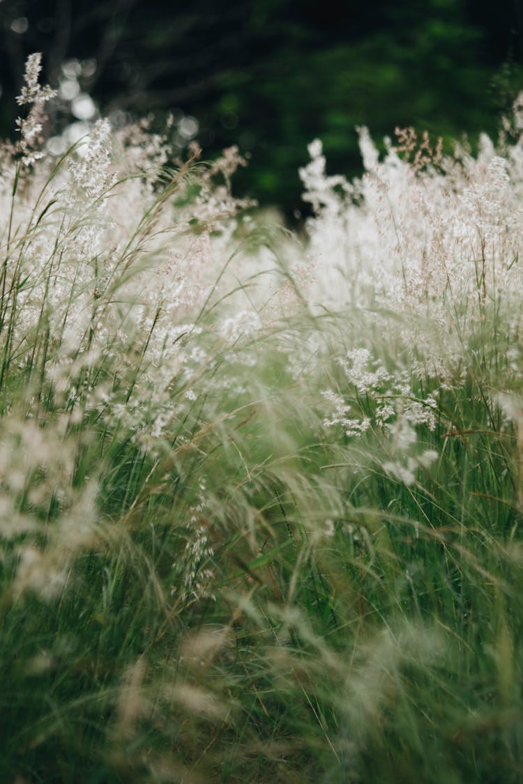 Grass Field With White Flowers