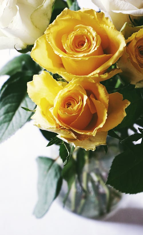 黃色的花的特寫照片