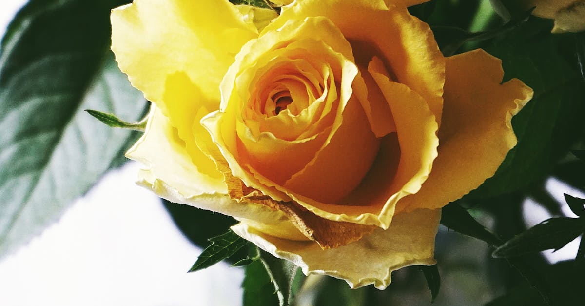How long do roses last in a vase