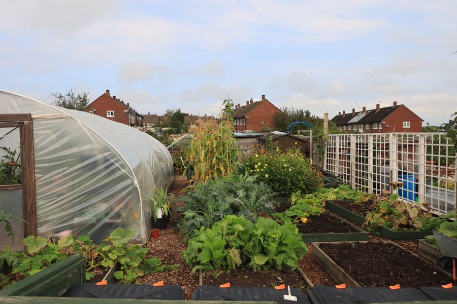 Le jardin, du semis à la récolte