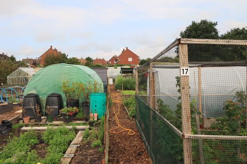 Free Lush allotment gardens with greenhouses and residential backdrop in England, showcasing urban agriculture. Stock Photo