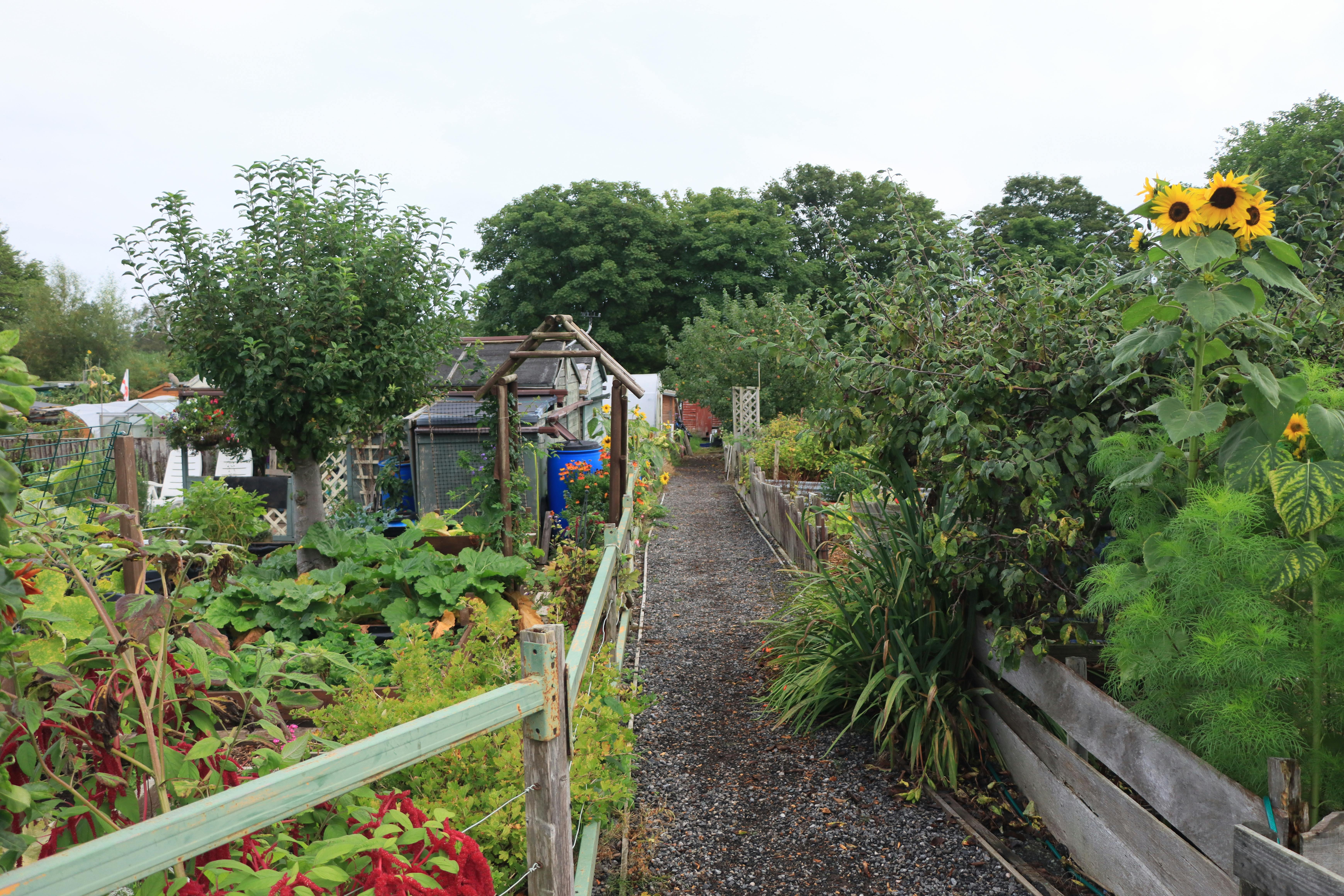 A country garden path through soft perennial planting in late spring, with limestone walls and topiary in the distance.