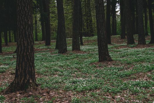 Tranquil forest scene featuring tall trees and a carpet of white flowers in spring.