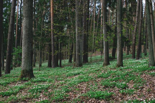 Tranquil forest scene with white spring flowers carpeting the forest floor.