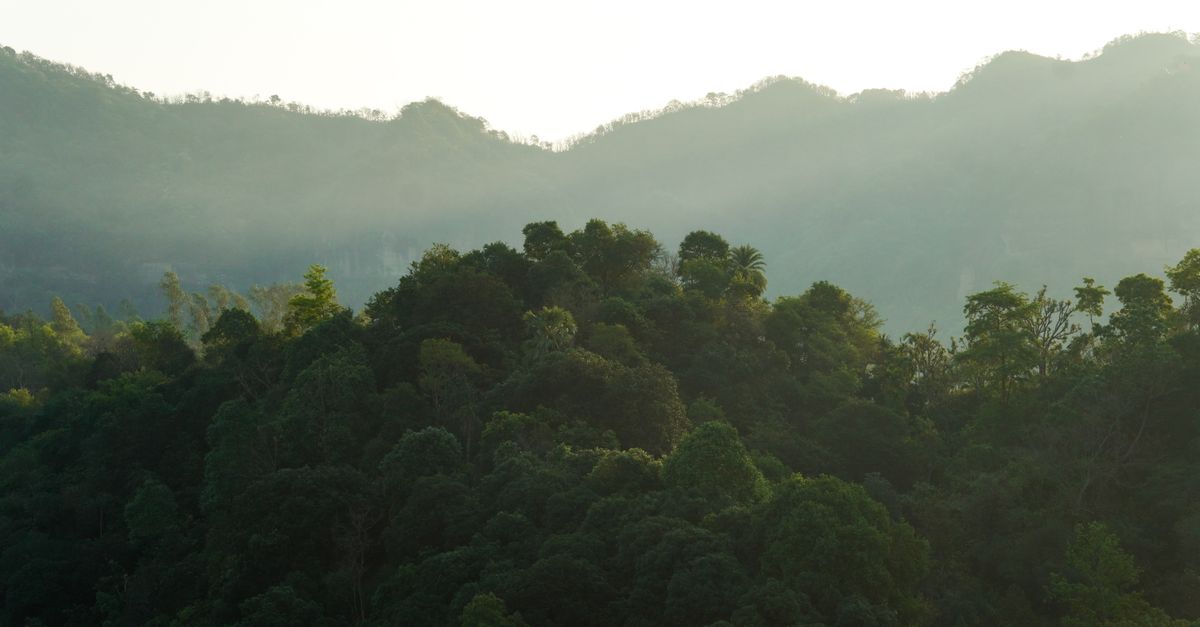 Mahale Mountains Tanzania: Chimpanzee Trekking on Lake Tanganyika