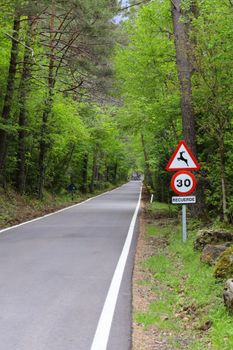 Peaceful road through lush forest with deer warning sign.