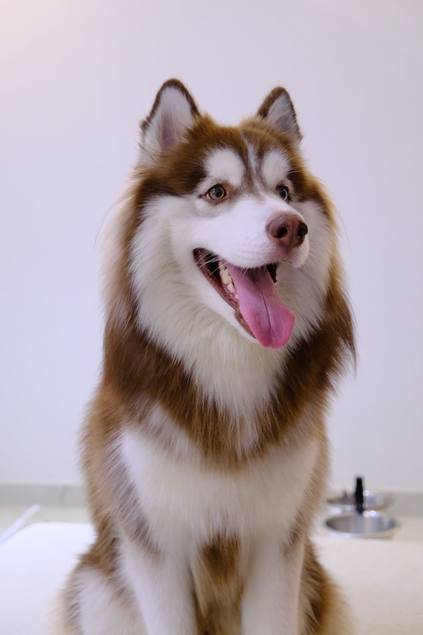 Happy dog with a clean shiny coat after grooming