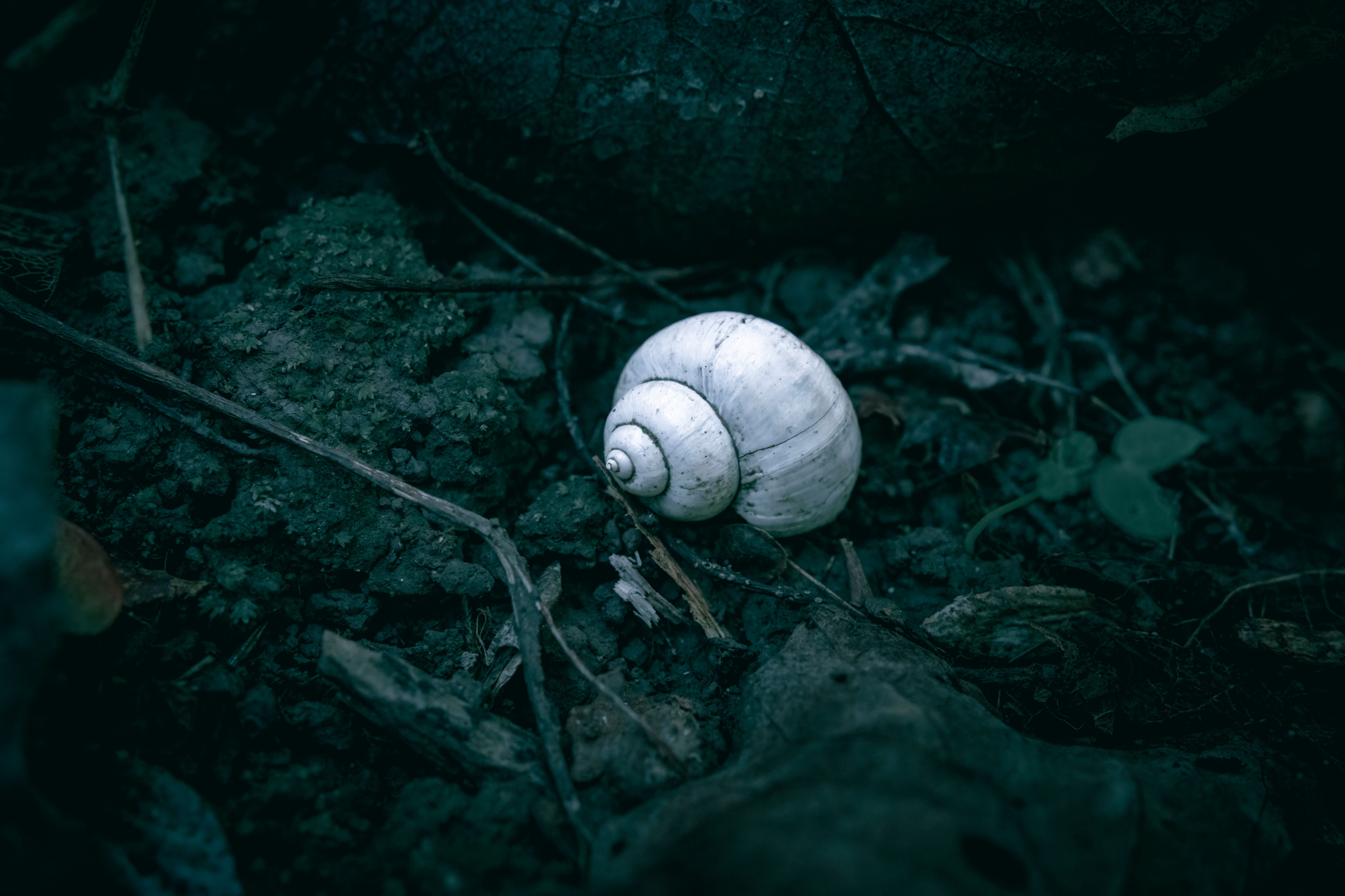 Mysterious White Snail Shell in the Forest · Free Stock Photo