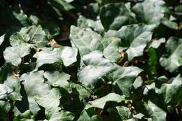 Sunlit ivy leaves in a hedgerow — photo by Ali Levlog on Pexels